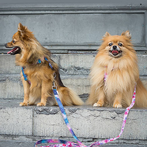april & june - Póráz