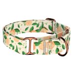 Barack mintás - Kutya Félfojtó Nyakörv - april & june