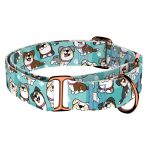 Ausztrál juhász, kék - Kutya Félfojtó Nyakörv - april & june