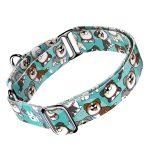 Ausztrál juhász, kék - Kutya Félfojtó Nyakörv - april & june