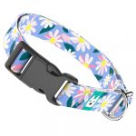 Margaréták - Kutya Nyakörv - april & june