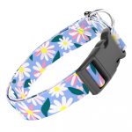 Margaréták - Kutya Nyakörv - april & june