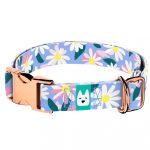 Margaréták - Kutya Nyakörv - april & june