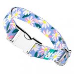 Margaréták - Kutya Nyakörv - april & june