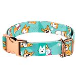 Pembroke Welsh Corgi, kék - Kutya Nyakörv - april & june