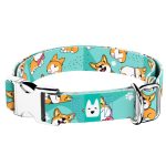 Pembroke Welsh Corgi, kék - Kutya Nyakörv - april & june