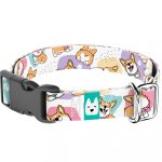 Pembroke Welsh Corgi - Kutya Nyakörv - april & june