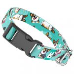 Pembroke Welsh Corgi, tricolor, kék  - Kutya Nyakörv - april & june