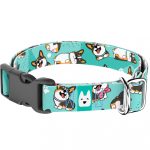 Pembroke Welsh Corgi, tricolor, kék  - Kutya Nyakörv - april & june