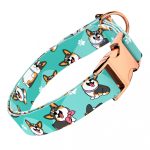 Pembroke Welsh Corgi, tricolor, kék  - Kutya Nyakörv - april & june