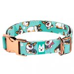 Pembroke Welsh Corgi, tricolor, kék  - Kutya Nyakörv - april & june