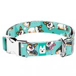 Pembroke Welsh Corgi, tricolor, kék  - Kutya Nyakörv - april & june