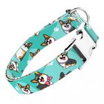 Pembroke Welsh Corgi, tricolor, kék  - Kutya Nyakörv - april & june