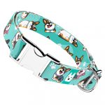 Pembroke Welsh Corgi, tricolor, kék  - Kutya Nyakörv - april & june