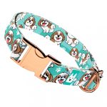 Si-cu, kék - Kutya Nyakörv - april & june