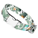 Papagájvirág - Kutya Nyakörv - april & june