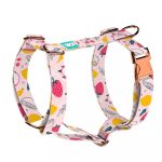 Nyári gyümölcsök - Kutyahám és Macskahám - Summer fruits - april & june