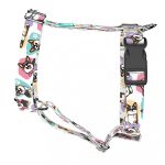 Pembroke Welsh Corgi, tricolor - Kutyahám és Macskahám - Pembroke Welsh Corgi, tricolor - april & june