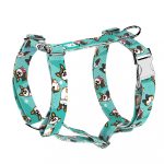 Pembroke Welsh Corgi, tricolor, kék  - Kutyahám és Macskahám - Pembroke Welsh Corgi, tricolor, blue - april & june