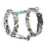 Papagájvirág - Kutyahám és Macskahám - Strelitzia - april & june