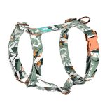 Papagájvirág - Kutyahám és Macskahám - Strelitzia - april & june