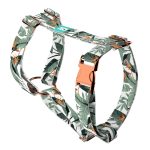 Papagájvirág - Kutyahám és Macskahám - Strelitzia - april & june