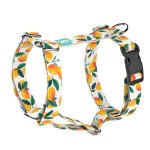 Mangó - Kutyahám és Macskahám - Mango - april & june