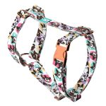 Cardigan Welsh Corgi - Kutyahám és Macskahám - april & june