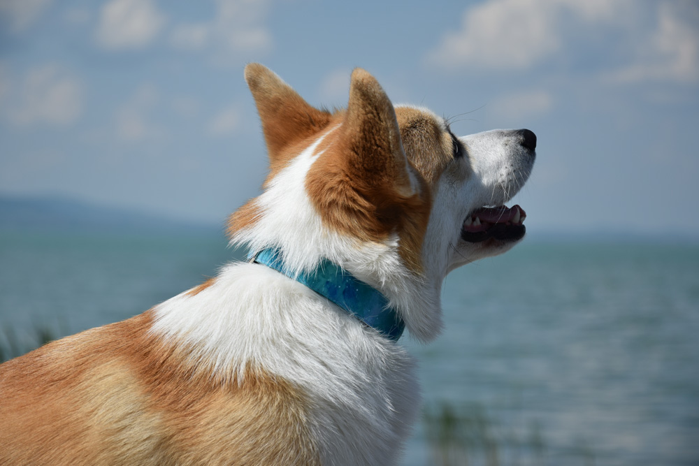 corgi nyakörv